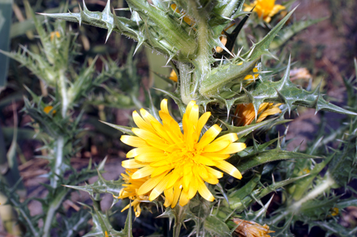 pioniera delle dune - Scolymus hispanicus