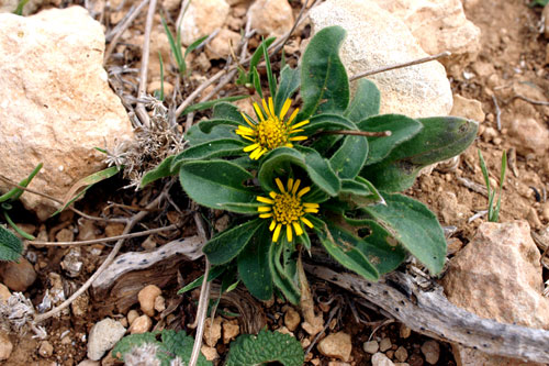 Pallenis spinosa