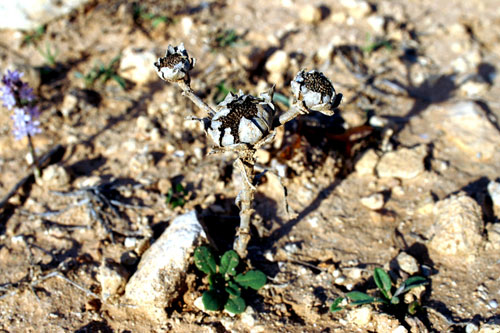 fiori secchi: Pallenis spinosa (L.) Cass.