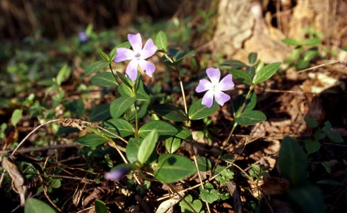 pervinca tardiva - Vinca minor