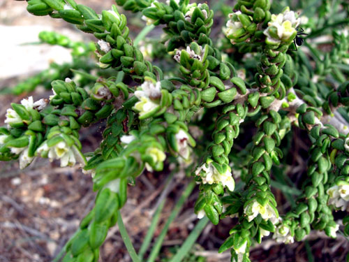 Thymelaea hirsuta / Timelea barbosa