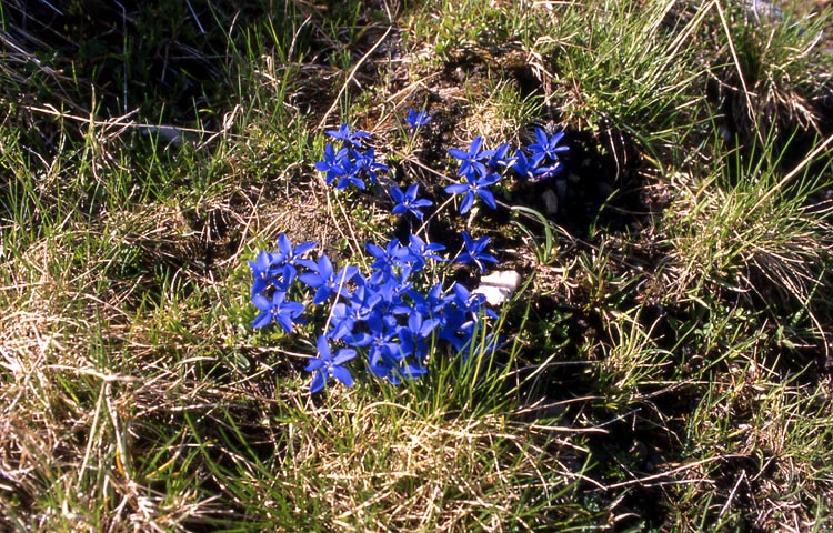 Gentiana brachyphylla e Gentiana bavarica