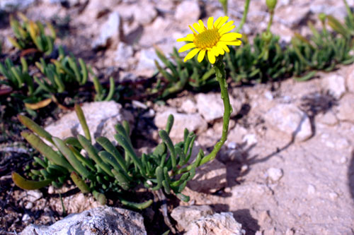 Limbarda crithmoides / Enula bacicci