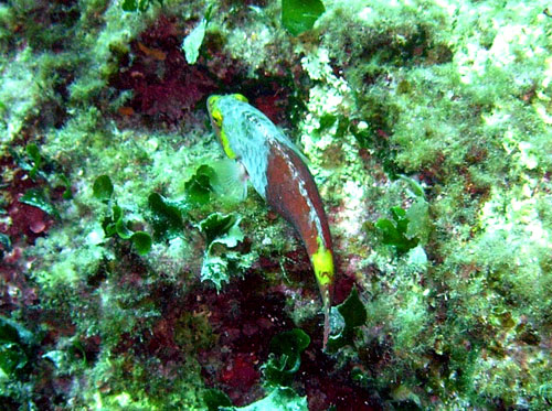 Sparisoma cretense (Pesce pappagallo mediterraneo)