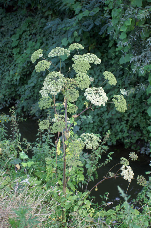 Angelica sylvestris / Angelica selvatica