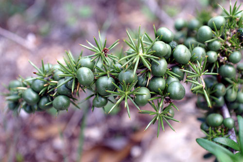 Asparagus acutifolius / Asparago pungente (bacche)