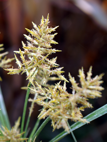 Cyperus esculentus / Zigolo dolce