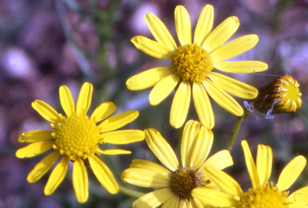 Asteracea gialla - Senecio inaequidens