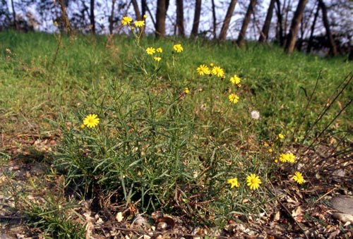 Asteracea gialla - Senecio inaequidens