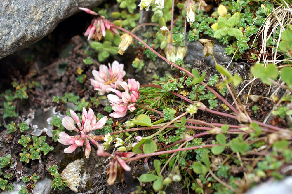 E'' un trifolium? - Trifolium thalii