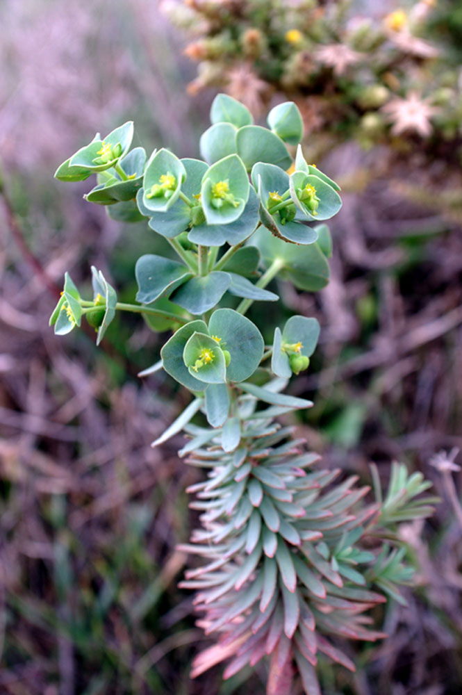 Euphorbia dendroides / Euforbia arborescente