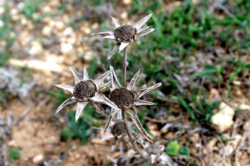 fiori secchi: Pallenis spinosa (L.) Cass.