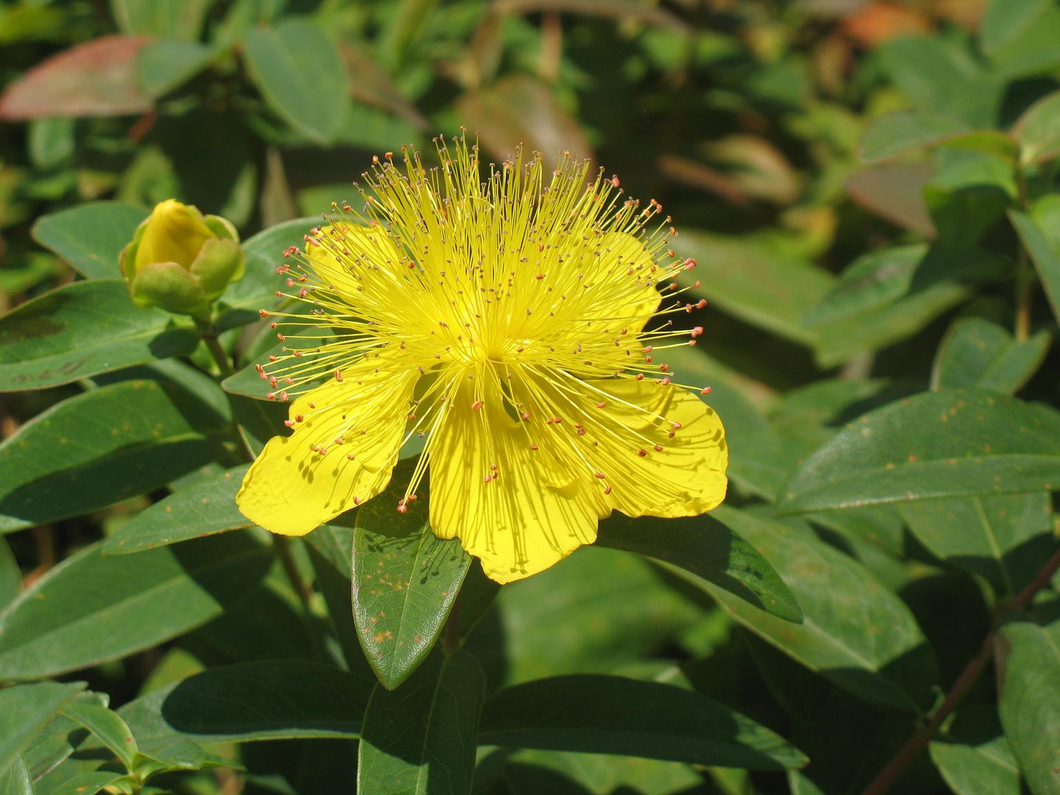 Hypericum calycinum