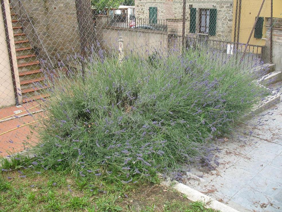 Lavandula angustifolia