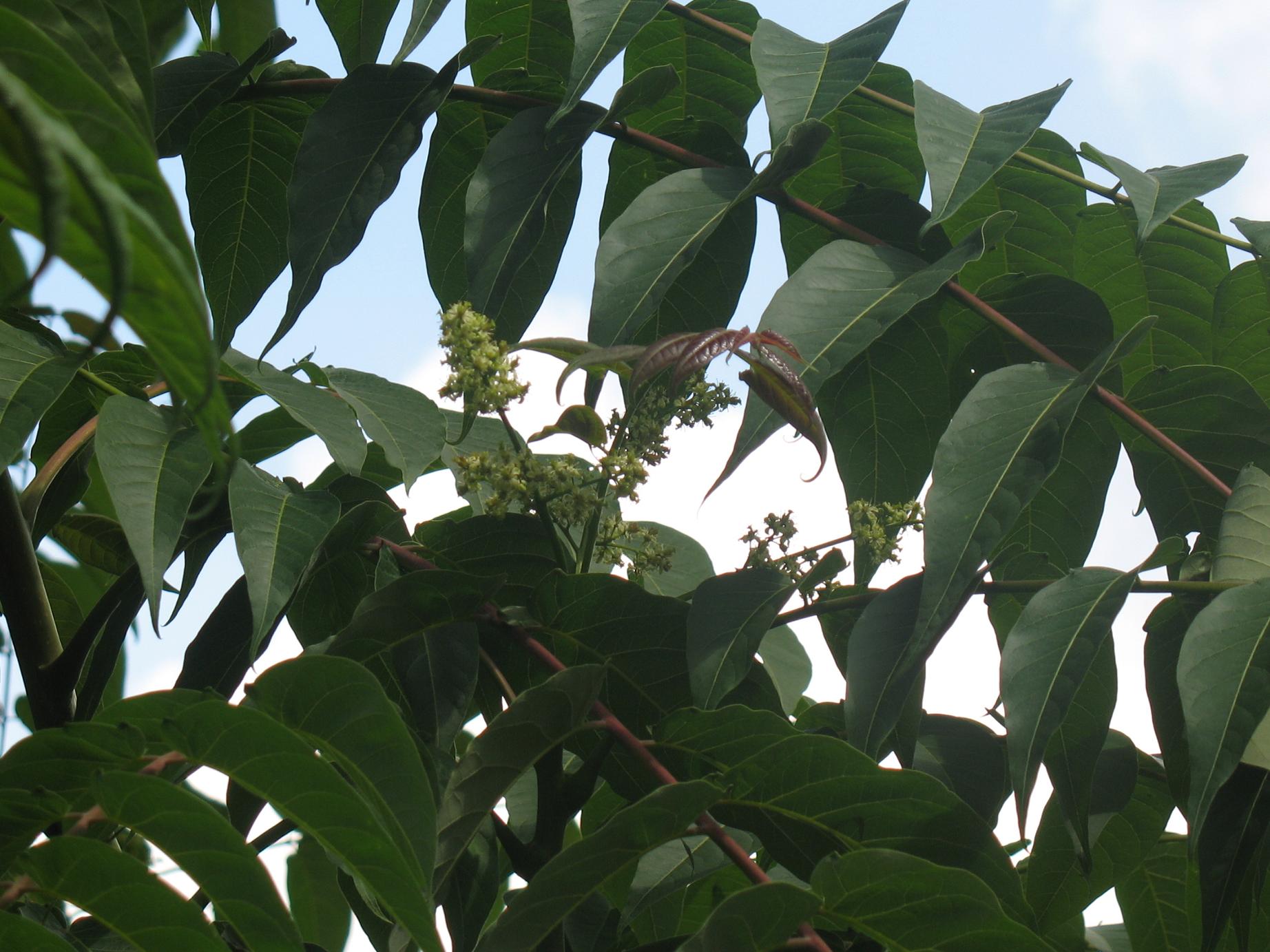 Ailanthus altissima