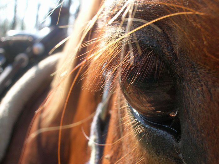 Dopo gatti e cani parliamo del Cavallo?