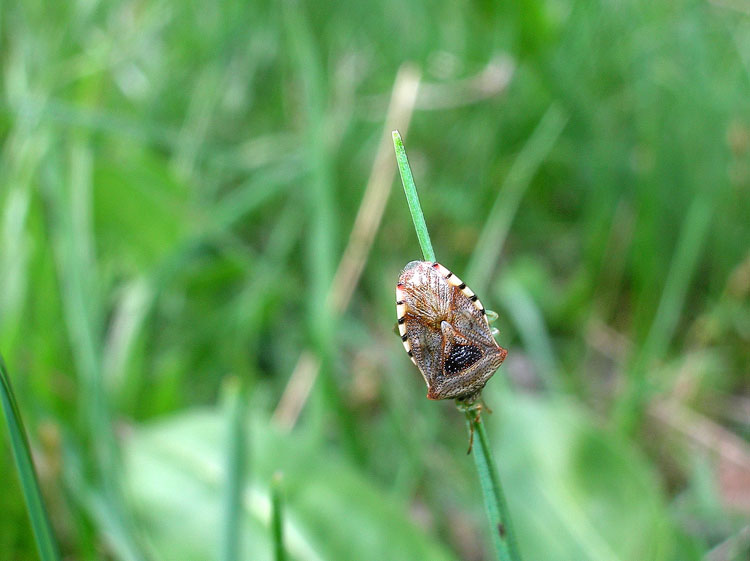 Elasmucha grisea (Heteroptera, Acanthosomatidae)