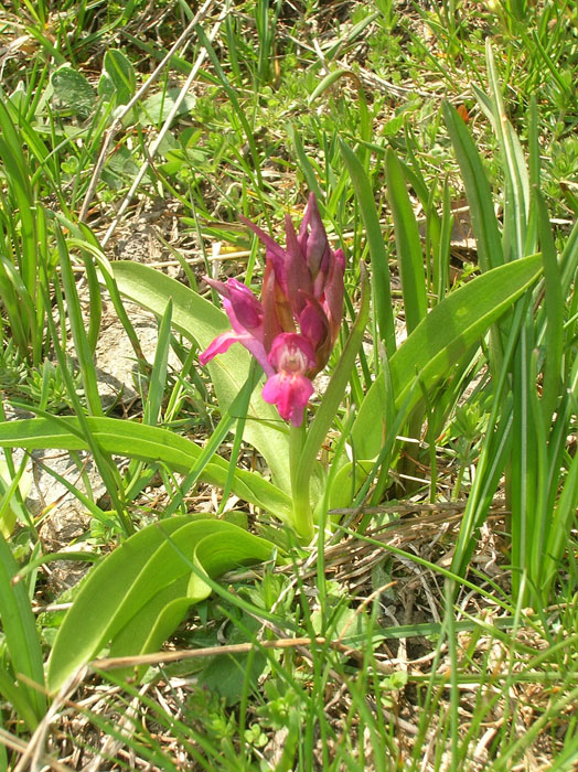 Dactylorhiza sambucina