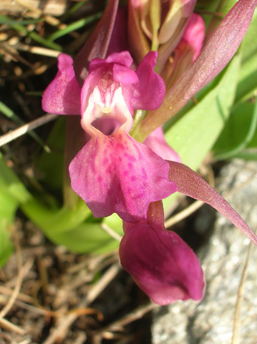 Dactylorhiza sambucina