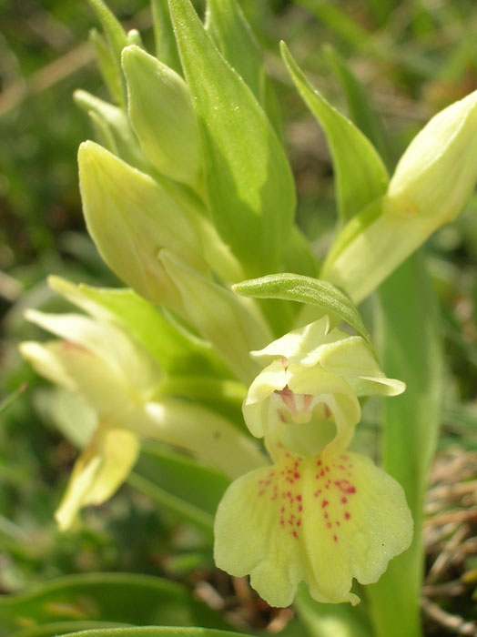 Dactylorhiza sambucina