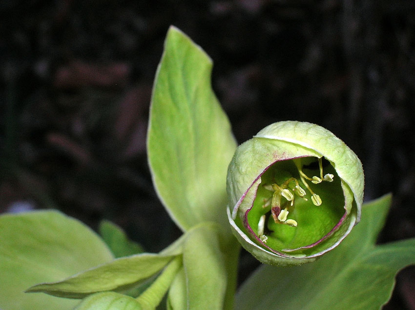 Helleborus foetidus / Elleboro puzzolente