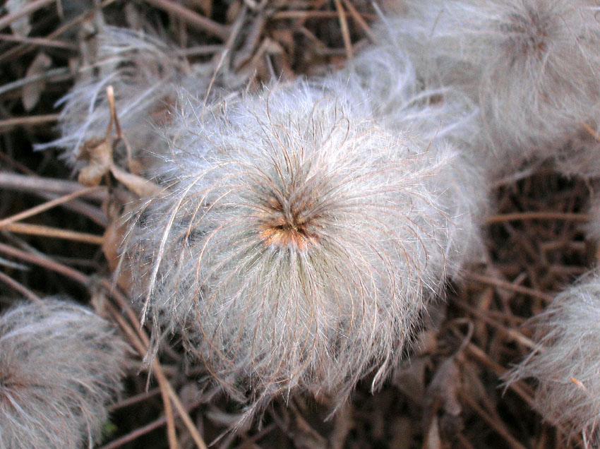 Clematis tangutica (pianta coltivata)