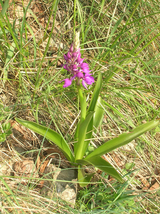 Orchis mascula