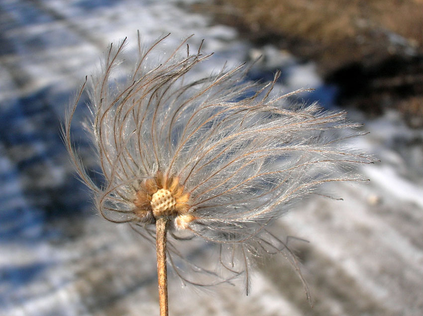 Clematis tangutica (pianta coltivata)