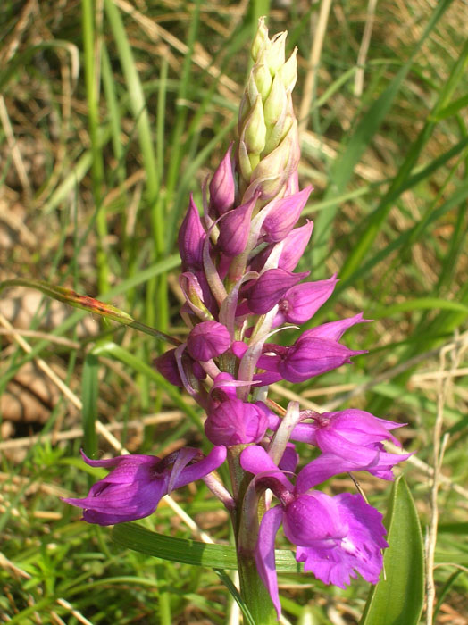 Orchis mascula