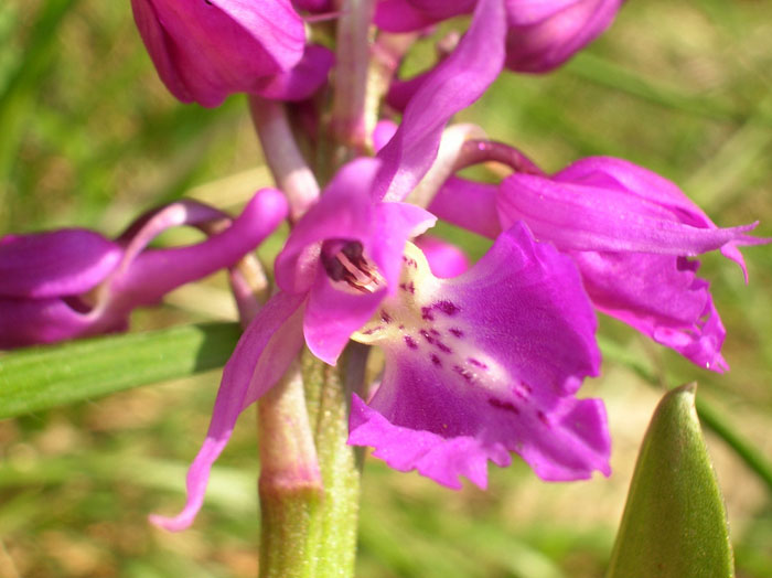 Orchis mascula