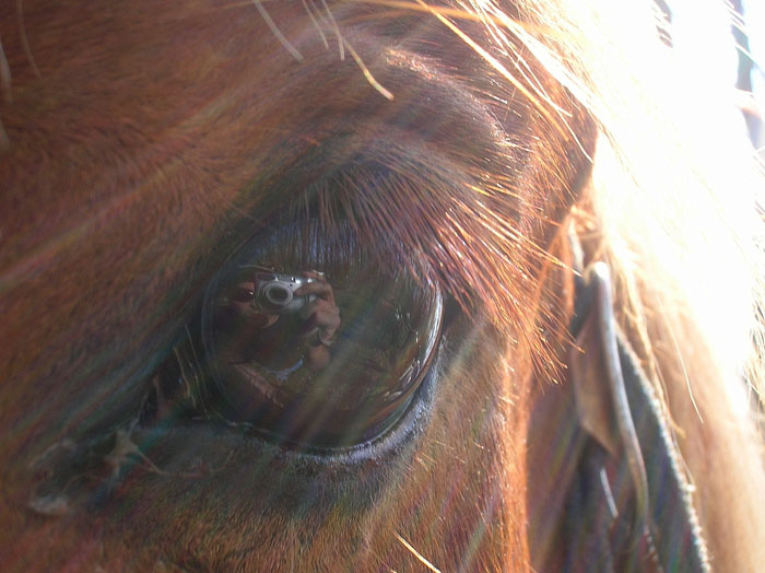 Dopo gatti e cani parliamo del Cavallo?