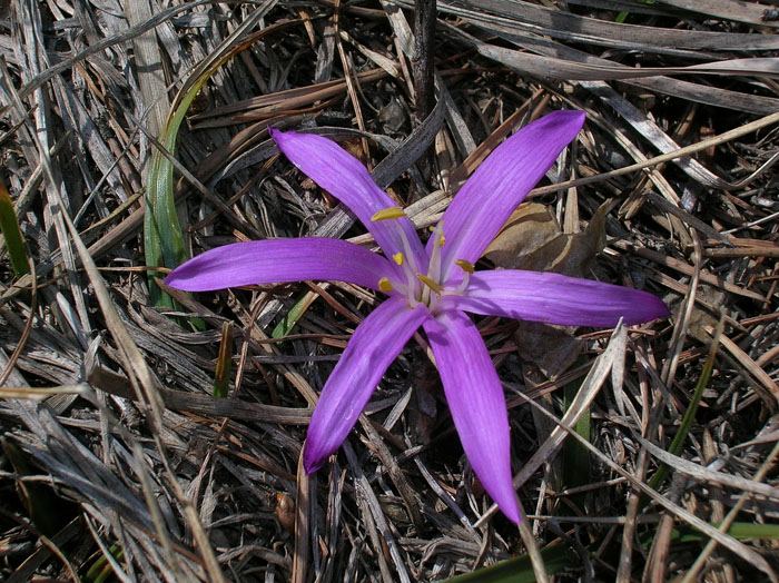 Colchicum bulbocodium (= Bulbocodium vernum) / Colchico di Spagna