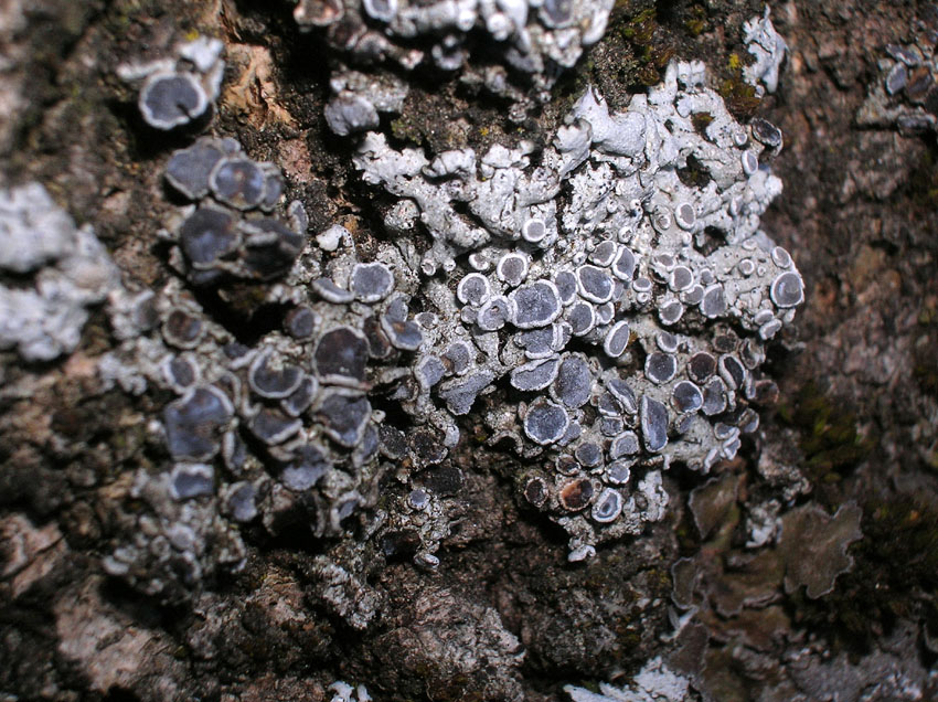 Physcia  sp.