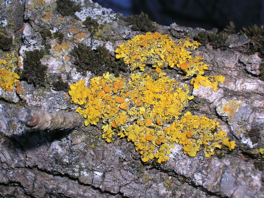 Xanthoria parietina