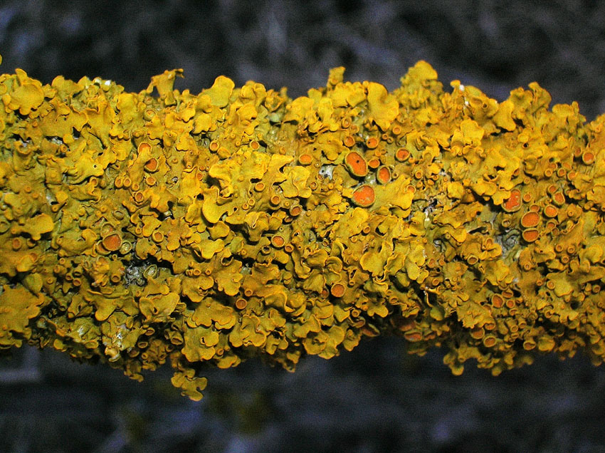 Xanthoria parietina