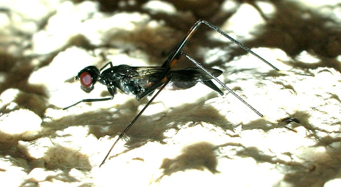 Rainieria calceata (Diptera, Micropezidae)