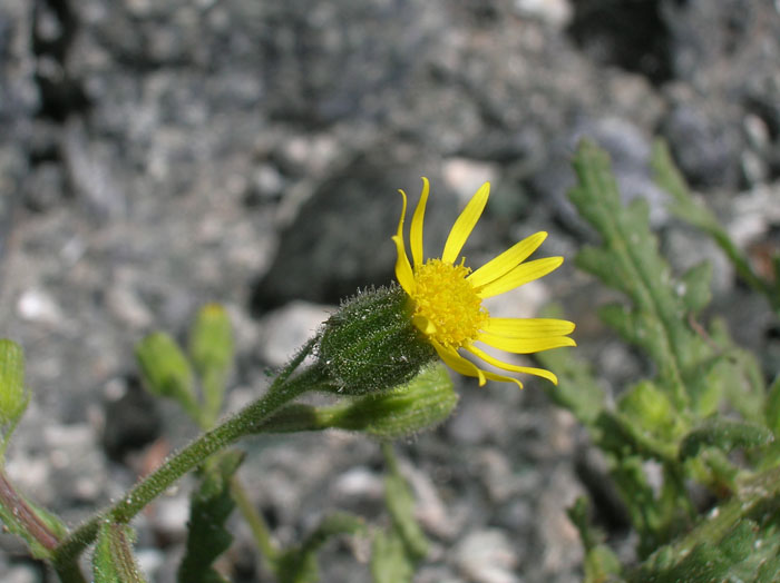 Senecio viscosus / Senecione vischioso