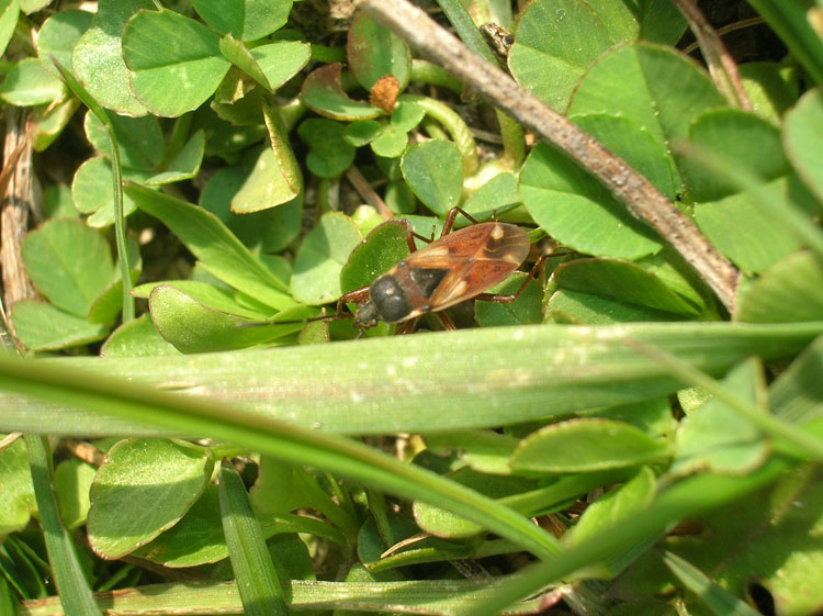 Eremocoris abietis