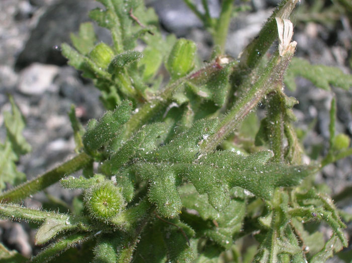 Senecio viscosus / Senecione vischioso