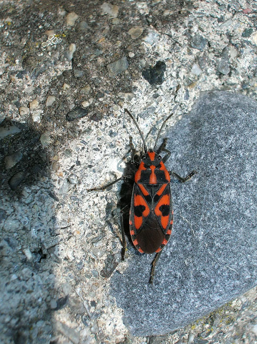 Ninfa di Spilostethus saxatilis (Heteroptera, Lygaeidae)