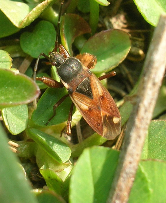 Eremocoris abietis