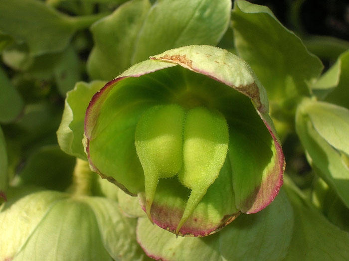 Helleborus foetidus / Elleboro puzzolente