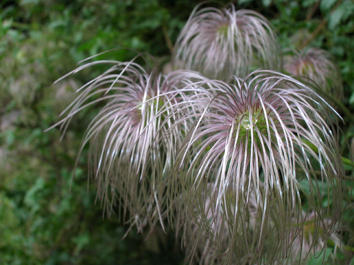 Clematis tangutica (pianta coltivata)