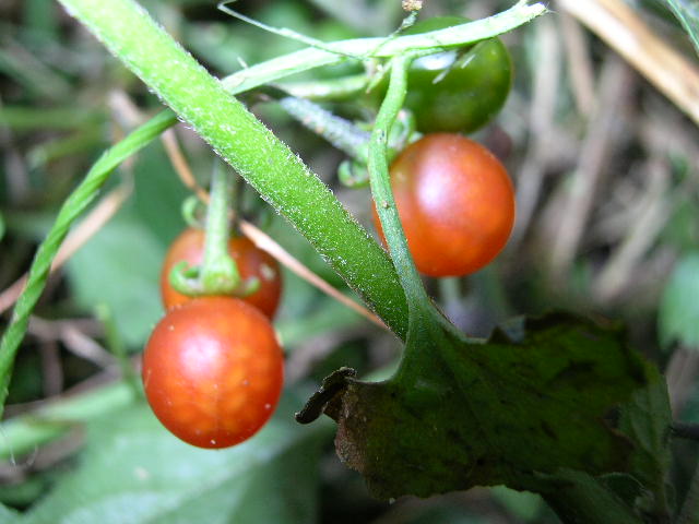 Solanum villosum / Morella rossa
