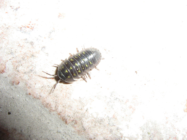 Armadillidium sp.