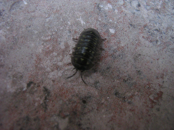 Armadillidium sp.