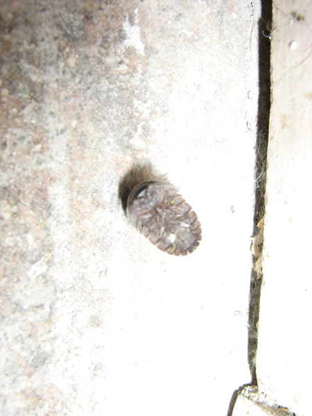 Armadillidium sp.