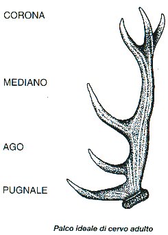 Cervus elaphus corsicanus