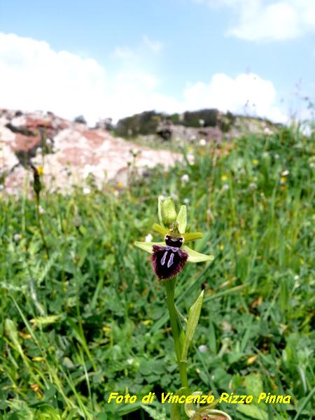 Ophrys incubacea