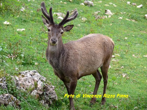 Cervus elaphus corsicanus